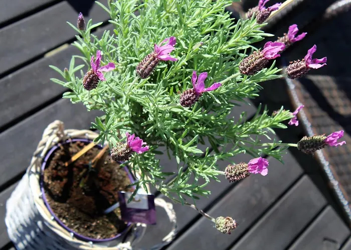 Апартаменты Bergluft *